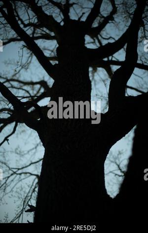 Quercia di sera. Rami di quercia. Rami senza foglie. Dettagli della natura. Foto Stock