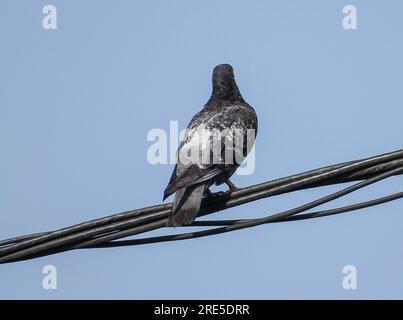 Un piccione si trova su un filo elettrico. In Romania Foto Stock