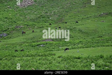 Srinagar, India. 25 luglio 2023. 25 luglio 2023, Sonamarg Kashmir, India : le mucche pascolano in un prato in una giornata nuvolosa a Sonamarg, a circa 100 km da Srinagar. Il 25 luglio 2023 a Srinagar Kashmir, India. (Foto di Firdous Nazir/Eyepix Group) credito: Eyepix Group/Alamy Live News Foto Stock