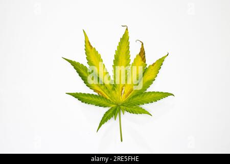 Foglia di Cannabis gialla isolata su sfondo bianco. Foglia di canapa come simbolo per la cannabis medica. Erbacce in posizione piatta Foto Stock