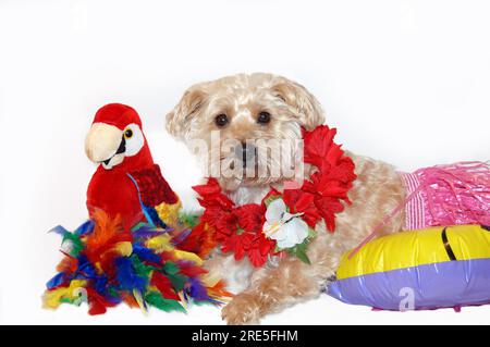 Il cane della poo setosa che indossa una gonna d'erba e lei tiene i suoi giocattoli preferiti per le vacanze tropicali vicino a lui. Foto Stock