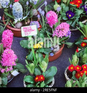 Mercato dei fiori Parigi, Francia. Giacinto e piante in vaso di primula in vendita. Fiori primaverili in pentole in vendita. Orticoltura Foto Stock