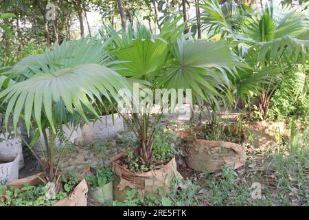 La pianta di Livistona chinensis in azienda per la raccolta è costituita da colture da contante Foto Stock