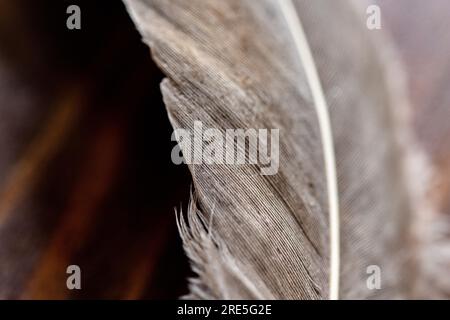 piuma d'uccello in dettaglio. Colori naturali di sfondo macro Foto Stock