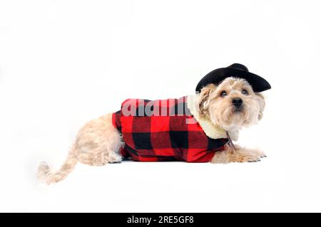 Il cane indossa un gilet foderato a quadri rosso e nero. Completo di fieno mansardato in pelle nera e filo per mento. Silkypoo sta adagiando su un bianco tutto Foto Stock