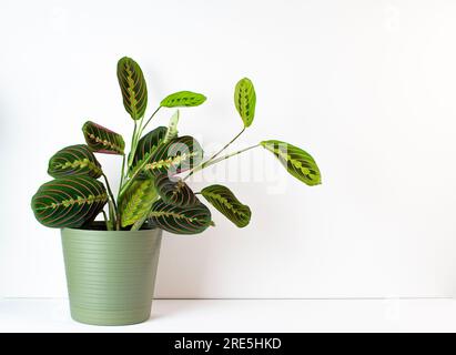 La pianta di preghiera (Maranta leuconeura) su sfondo bianco Foto Stock