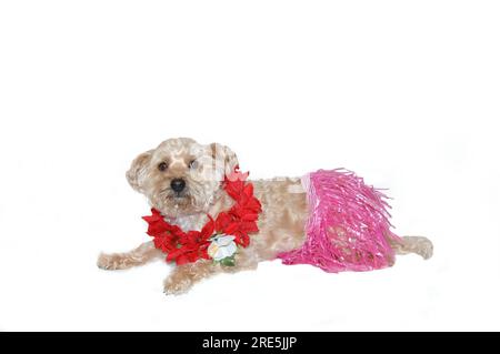 Il cane della poo setosa indossa una gonna in erba rosa e lei hawaiano rosso. E' sdraiata in una stanza tutta bianca. Foto Stock