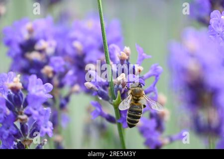 Ape su una lavanda Foto Stock