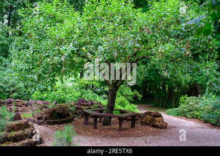 Un bellissimo vecchio melo nel parco tra i sentieri. vicino al melo in un luogo ombreggiato, panchine di legno per riposare sotto i rami dell'app Foto Stock