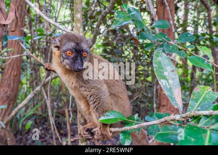 Ritratto di un maki Lemur marrone un primo piano dal lemure nella forrest del Madagascar Foto Stock