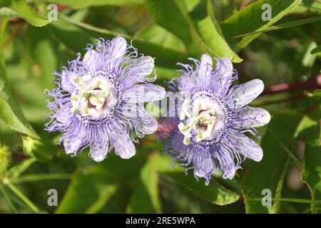 KSC, Florida, USA. 13 giugno 2023. Una vista ravvicinata di fiori selvatici chiamata Passiflora incarnata (fiore di passione viola) in un campo al Kennedy Space Center della NASA in Florida il 13 giugno 2023. Il centro condivide un confine con il Merritt Island National Wildlife Refuge. Insieme ai fiori selvatici, Kennedy e il rifugio naturale ospitano più di 330 specie di uccelli nativi e migratori, 65 specie di anfibi e rettili e più di 1.000 tipi diversi di piante. (Immagine di credito: © Frank Michaux/NASA/Digital STILL Image/NASA/Frank Michaux) SOLO USO EDITORIALE! Non per USO commerciale! Foto Stock