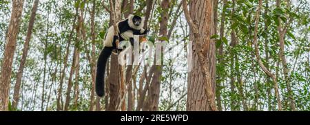 Ritratto di un maki Lemur marrone un primo piano dal lemure nella forrest del Madagascar Foto Stock