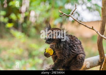 Lemure nero, Eulemur macaco, ritratto del volto con occhio giallo in Madagascar. Foto Stock