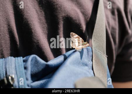 Un macro shot intimo con una farfalla marrone appoggiata su uno zaino, che mostra un momento sereno di connessione tra la natura e gli elementi umani. Foto Stock