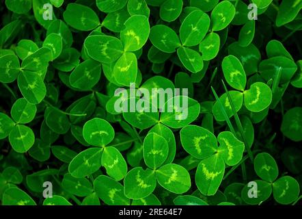 Primo piano di un vero trifoglio di foglie su sfondo verde del campo di shamrock. Clovers erba texture. Foglie naturali astratte nella foresta con spazio copia, vie top Foto Stock