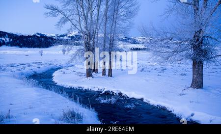 Una giornata invernale nevosa a Rose Creek nella Lamar Valley nel parco nazionale di Yellowstone. Foto Stock