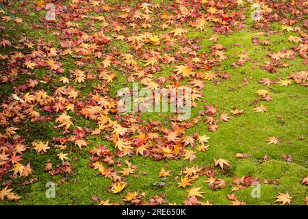 Colorate foglie d'acero autunnali sul muschio in un giardino a Ninnaji, un tempio buddista a Kyoto, in Giappone. Foto Stock