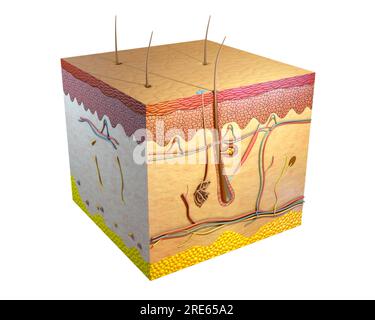 Sezione trasversale della pelle umana. Illustrazione digitale, rendering 3D. Foto Stock