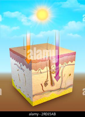 Diagramma che mostra gli effetti positivi dei raggi UV su diverse parti della pelle. Illustrazione digitale, rendering 3D. Foto Stock