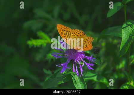 Butterfly fritillary con ali arancioni aperte con puntini punteggiati su un fiore. Foto Stock