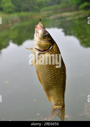 Il crociano e' stato catturato su un amo da pesca Foto Stock