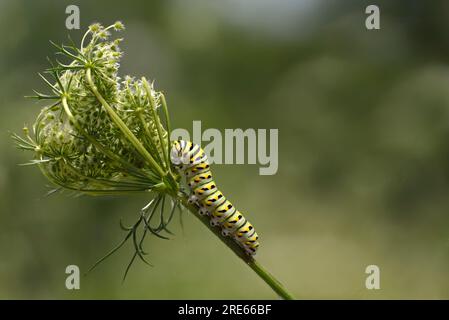 Bruco della farfalla a coda di rondine (Papilio machaon) che si nutre del pizzo della regina Anna (Daucus carota) di solito considerato un'erba. Foto Stock