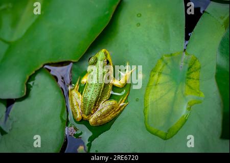 Rana a riposo. Una rana verde sulla piscina seduta su una foglia. Pelophylax lessonae. Rana europea su foglia di ninfee. Rana di palude con foglia di ninfea. Foto Stock