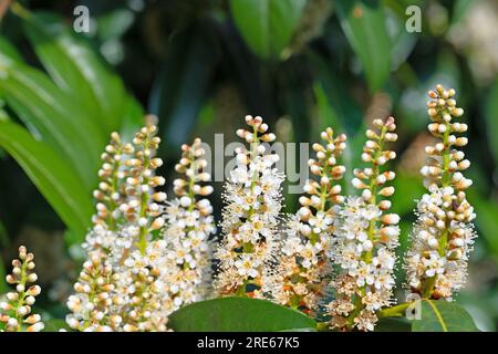 Alloro di ciliegio fiorito, Prunus laurocerasus, in primavera Foto Stock