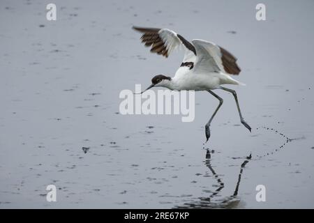Avocet (Recurvirostra avosetta) presso Two Tree Island Nature Reseve, Leigh-on-Sea, Essex, Regno Unito. Foto Stock