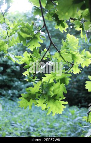 Un pregiato querce con un ramo e foglie Foto Stock