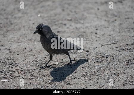 Corvo grigio che cammina sulla ghiaia Foto Stock