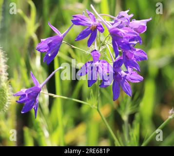 Consolida regalis fiorisce nel campo tra le colture Foto Stock