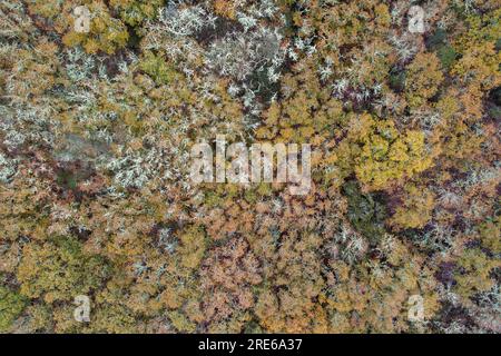 vista dall'alto di una foresta di querce d'inverno Foto Stock