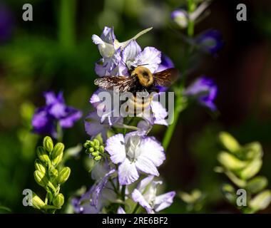 Un Bumblebee che si nutre di uno stelo bianco fiorito di fiori di Larkspur in un giardino soleggiato. Vista ravvicinata. Foto Stock