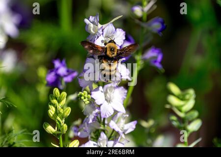Primo piano di un grande Bumblebee con ali aperte che si librano dai fiori di Larkspur bianchi in un giardino estivo. Foto Stock