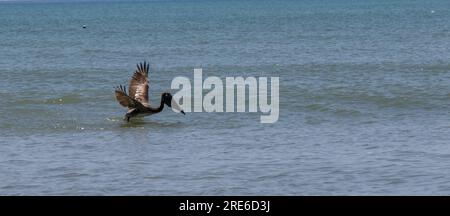 Vista laterale di un uccello pellicano marrone che inizia a volare lontano dal galleggiare sull'oceano in Florida Foto Stock