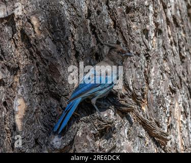 Primo piano di a Steller's Jay (Cyanocitta stelleri) nel Pfeiffer Big Sur State Park, a Big Sur, CALIFORNIA. Foto Stock