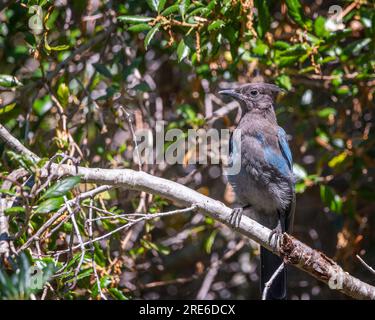 Primo piano di a Steller's Jay (Cyanocitta stelleri) nel Pfeiffer Big Sur State Park, a Big Sur, CALIFORNIA. Foto Stock