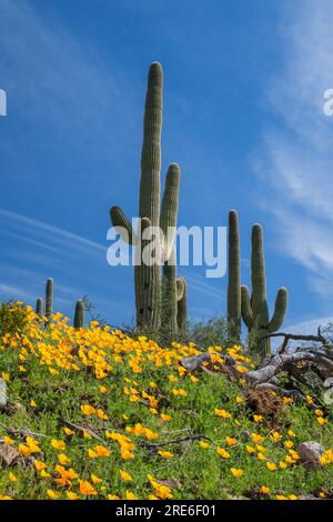 I papaveri messicani fioriscono lungo il Sunset Trail, il Picacho Peak Start Park, il deserto di Sonora, Picacho, Arizona, Stati Uniti Foto Stock