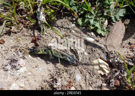 Tote Zauneidechse (Lacerta agilis), Männchen, Niedersachsen, Deutschland, Rosche Foto Stock