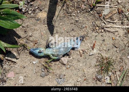 Tote Zauneidechse (Lacerta agilis), Männchen, Niedersachsen, Deutschland, Rosche Foto Stock