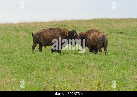 Due bisonti americani si impegnano sulle dolci colline di selce della riserva nazionale delle praterie di Tallgrass in primavera Foto Stock