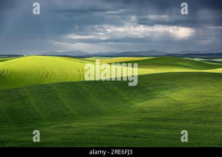 Colline ondulate di verdi campi di grano e montagne a sud di Spokane, Washington, USA. Foto Stock