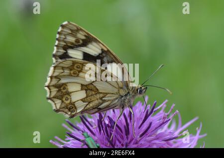 Piccola farfalla di rame Foto Stock