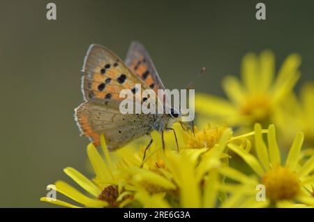 Piccola farfalla di rame Foto Stock