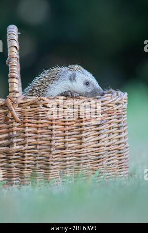 Riccio del nord di petto bianco (Erinaceus roumanicus) che sbircia fuori da un cesto di vimini Foto Stock