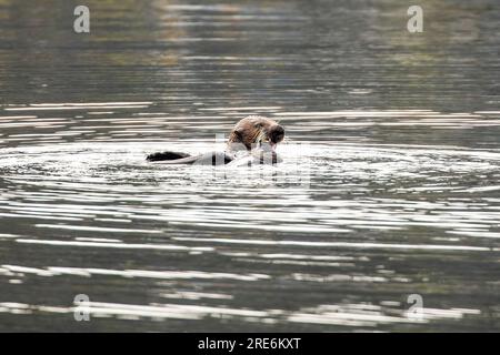 Lontra di mare che mangia molluschi galleggianti vicino alle barche nel porto di St Herman di Kodiak, Alaska, con spazio fotocopie. Foto Stock