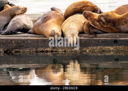 I leoni marini di Steller sul molo di cemento da soli, il porto di Saint Paul a Kodiak, Alaska. Foto Stock