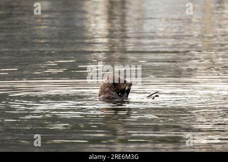 Lontra di mare che mangia molluschi galleggianti vicino alle barche nel porto di St Herman di Kodiak, Alaska, con spazio fotocopie. Foto Stock