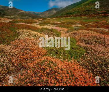 Grano saraceno, Eriogonum latifolium, Garrapata State Park, Big Sur, Monterey County, California Foto Stock